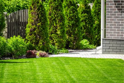 Top Evergreen Shrubs for Landscaping and Year-Round Beauty
