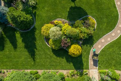aerial view of evergreen bushes