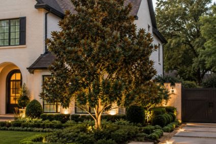 magnolia tree