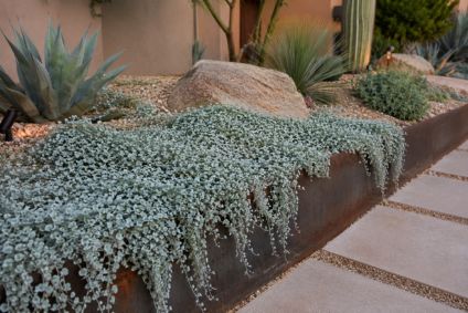 desert style landscape side yard