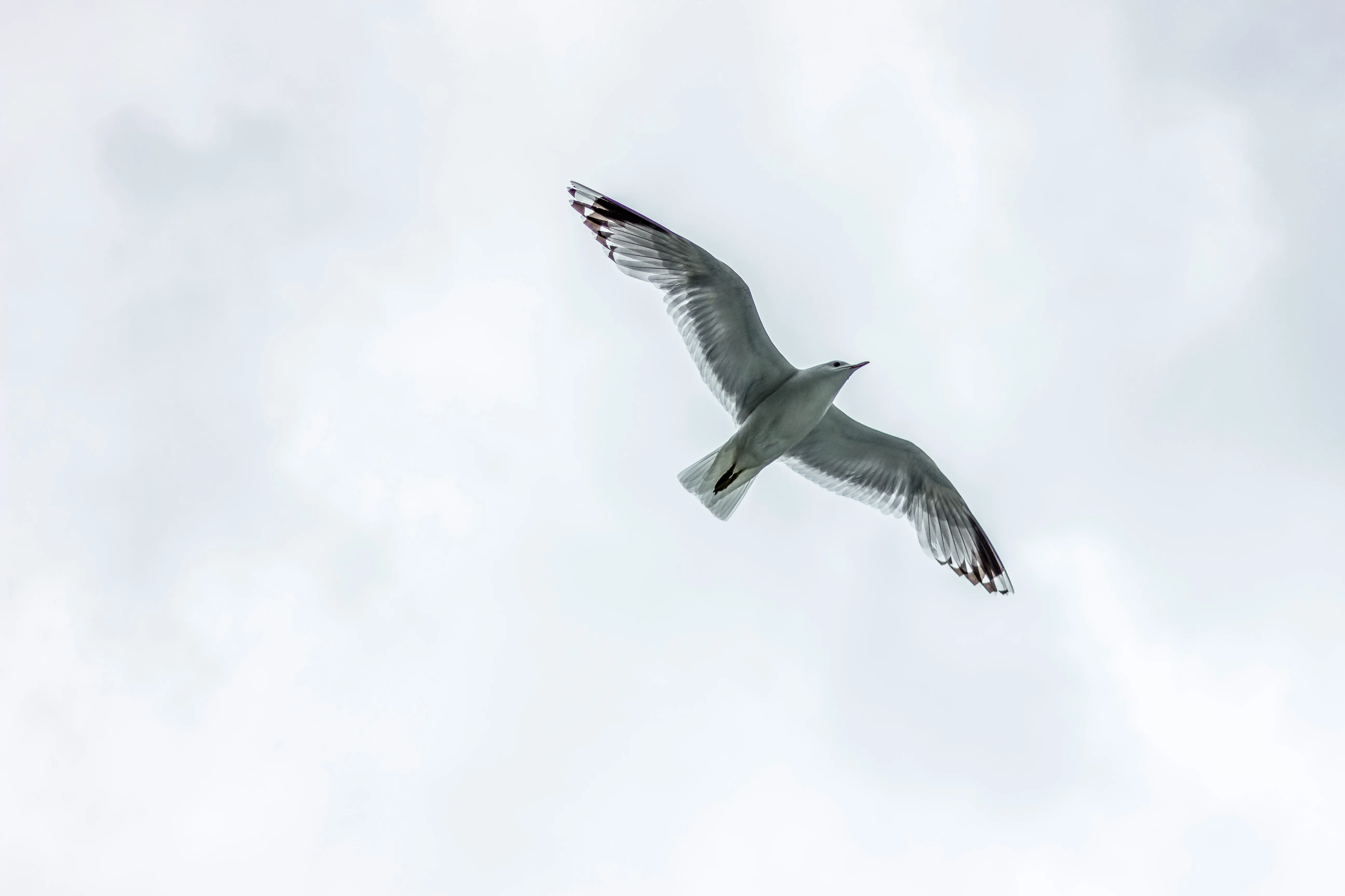 Eine Möwe fliegt mit ausgebreiteten Flügeln vor einem bewölkten Himmel.
