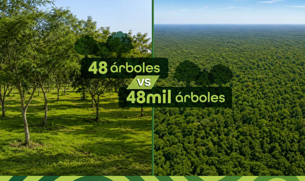 48-arboles-vs-48000-arboles
