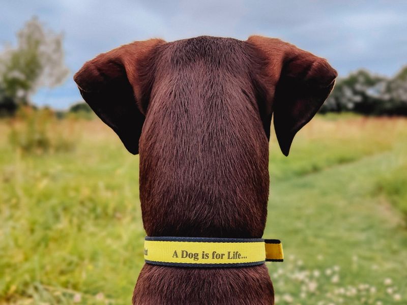 Dogs Trust Nonprofit Advertisement Example