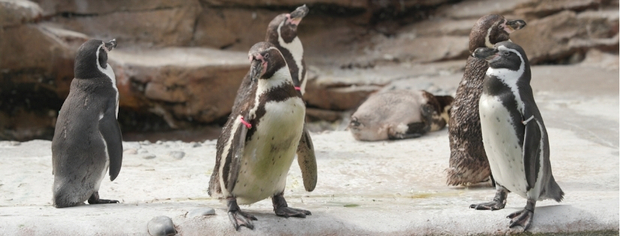 Five penguins standing on a rocky surface near a sleeping seal in the background.