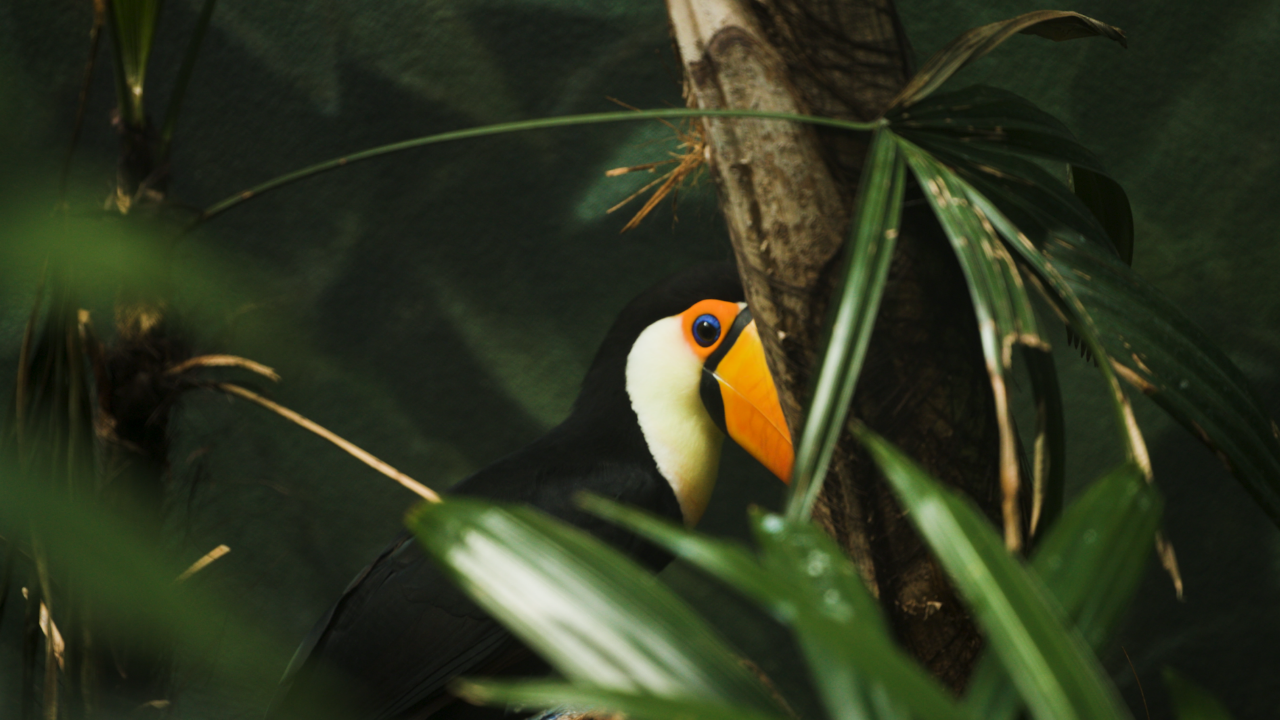 Toucan with a bright orange beak partially hidden behind tropical leaves and a tree branch.