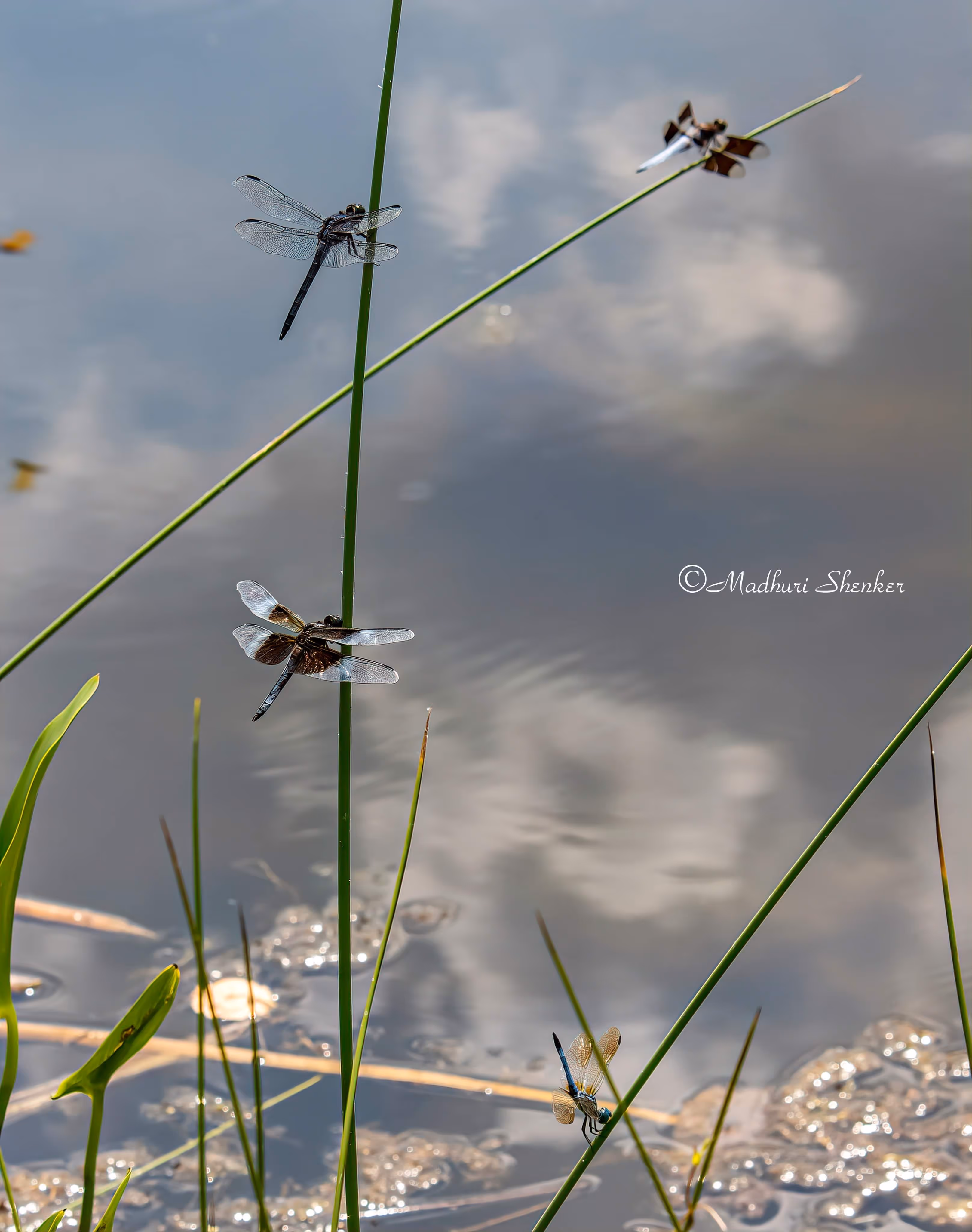 Several dragonflies perched on green reeds above a reflective water surface with blurred clouds.