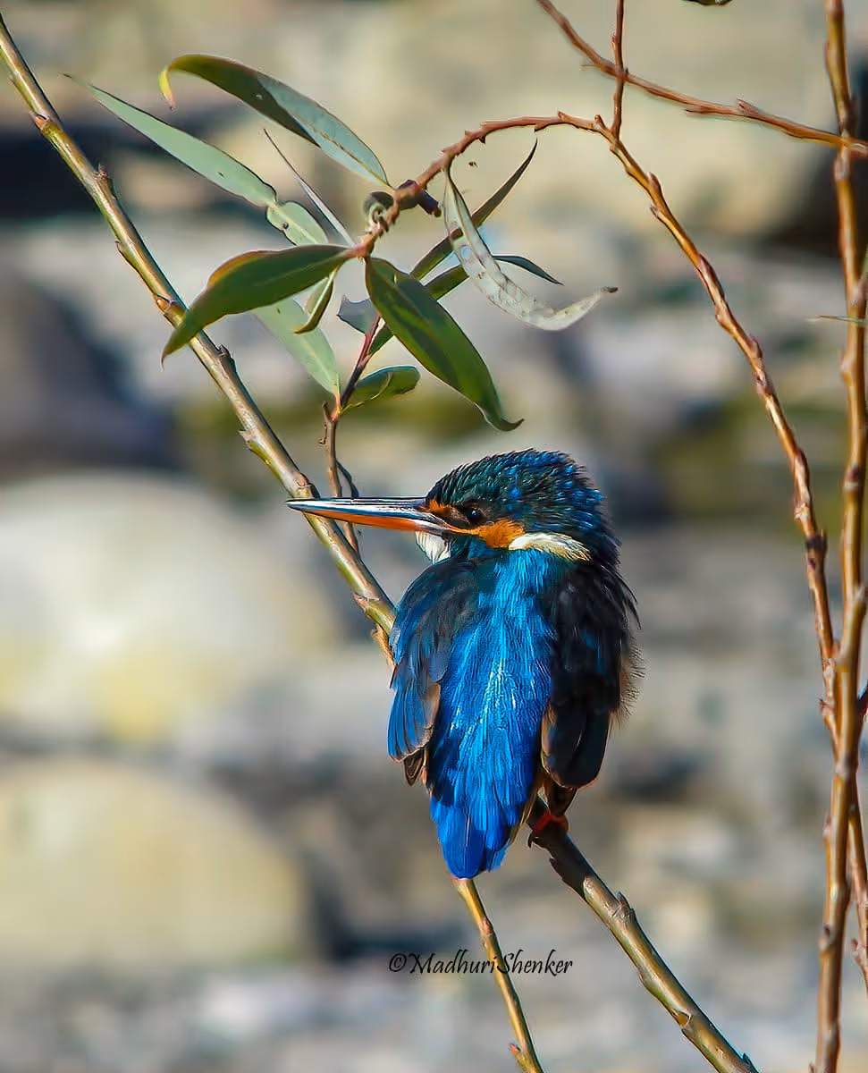 A vibrant blue kingfisher with orange accents perches on a slender, brown branch with green leaves. The background is a soft blur of gray stones.