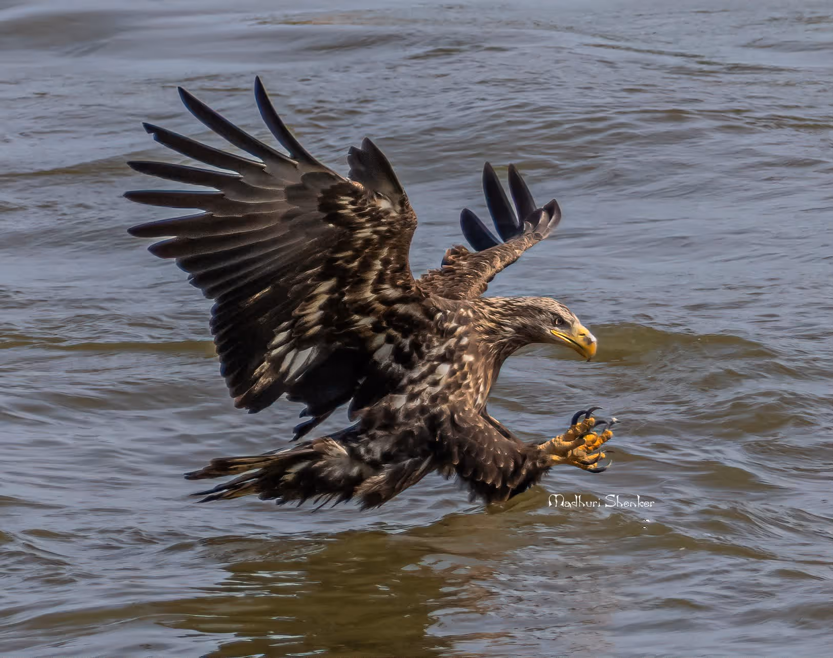 Young eagle with outstretched wings and talons open, skimming over water, poised to catch prey. The scene exudes focus and intensity.