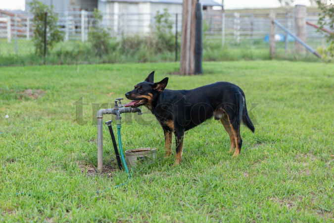 Black and brown dog standing on grass, licking the handle of an outdoor water faucet.