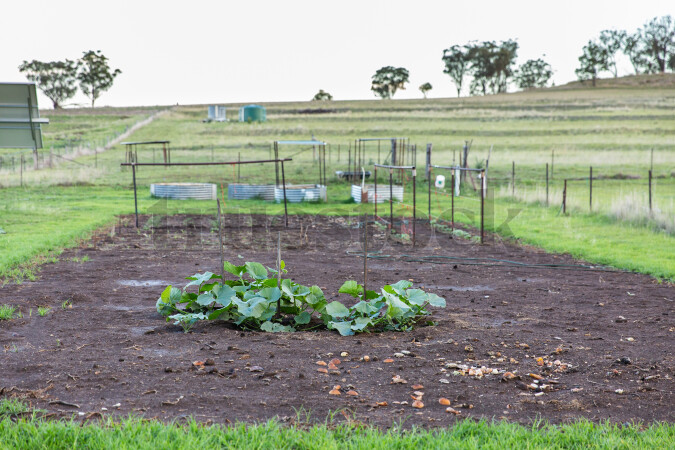 Empty garden beds with one patch of green leafy plants growing in the middle, set in a rural field with fencing and trees in the background.