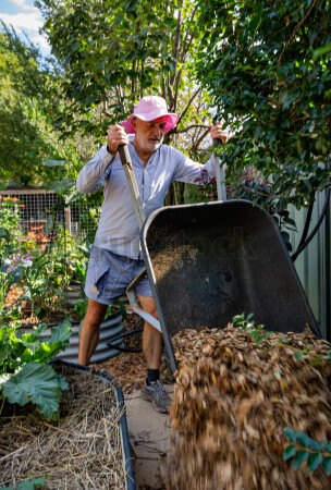 Man in a pink hat dumping mulch from a wheelbarrow in a garden.
