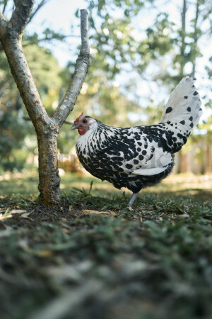 Speckled black and white chicken standing on grass near a tree in a sunlit outdoor area.