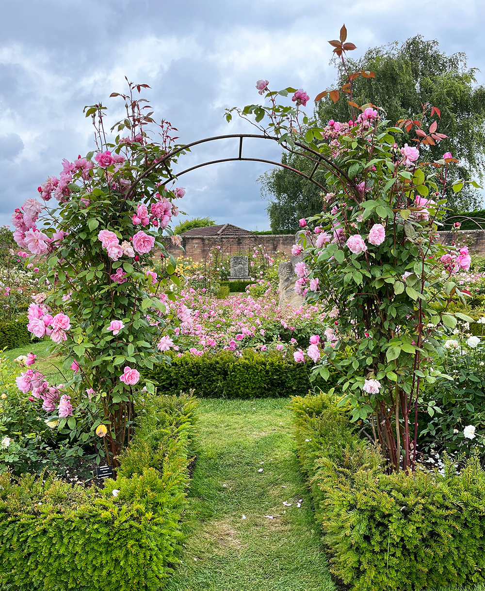 Woman wearing gloves trimming a bush in a sunlit garden.