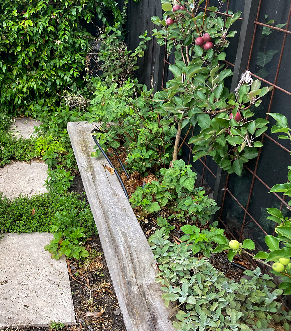 Man in a pink hat dumping mulch from a wheelbarrow in a garden.