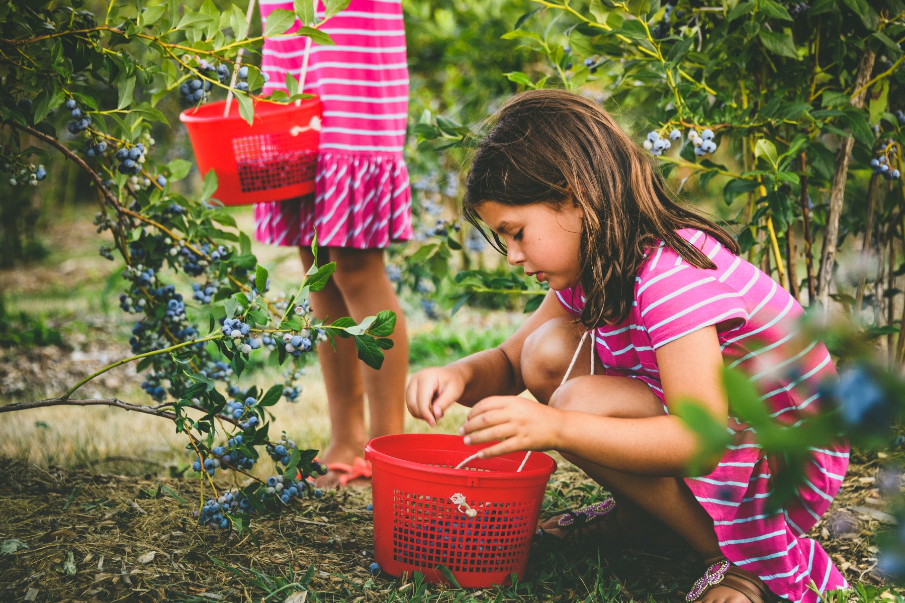 Girl picking blueberries