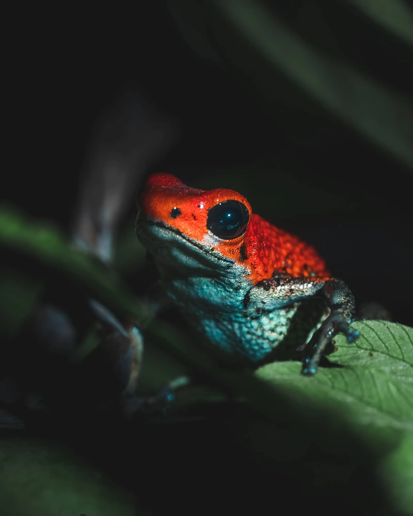 Close-up of shot a striking poison dart frog