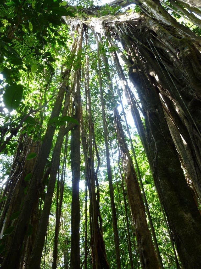 Towering rainforest canopy with lush, verdant foliage