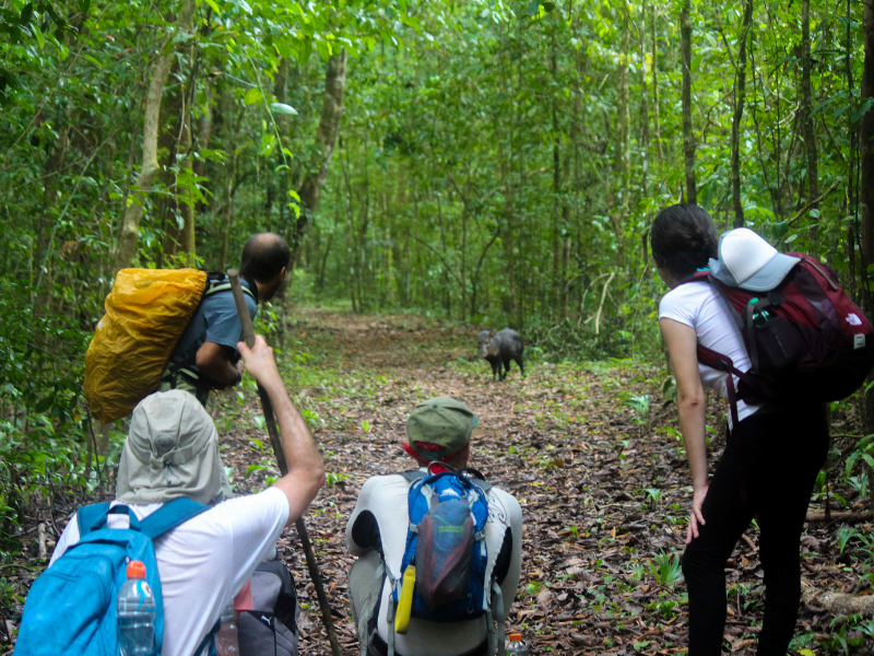 Trail w/boar