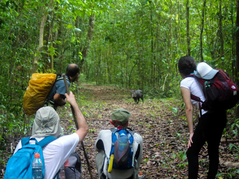 Trail w/boar
