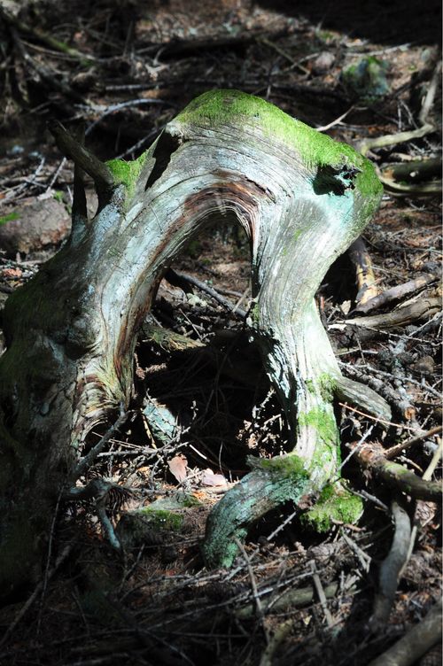 Pareidolia Art Installation