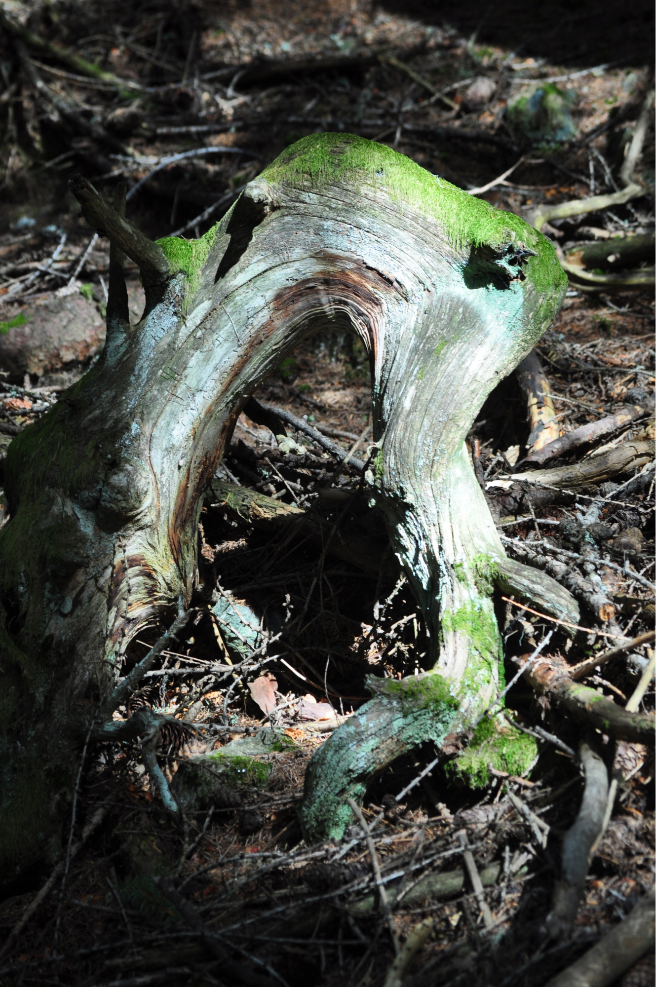 Pareidolia Art Installation