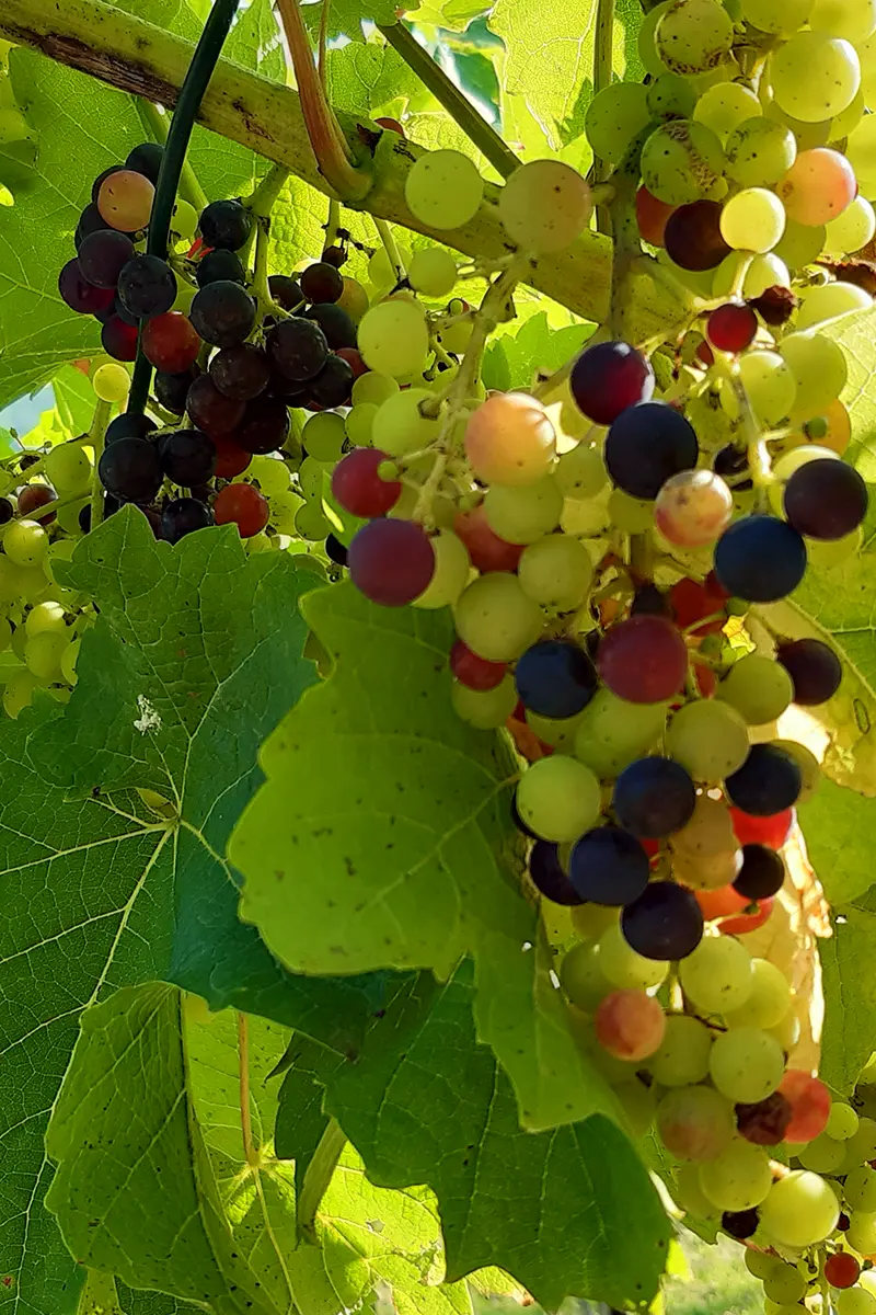 Reifende Weintrauben im Weinberg Auenwald-Lippoldsweiler als Ergebnis gepflegter Kulturlandschaft