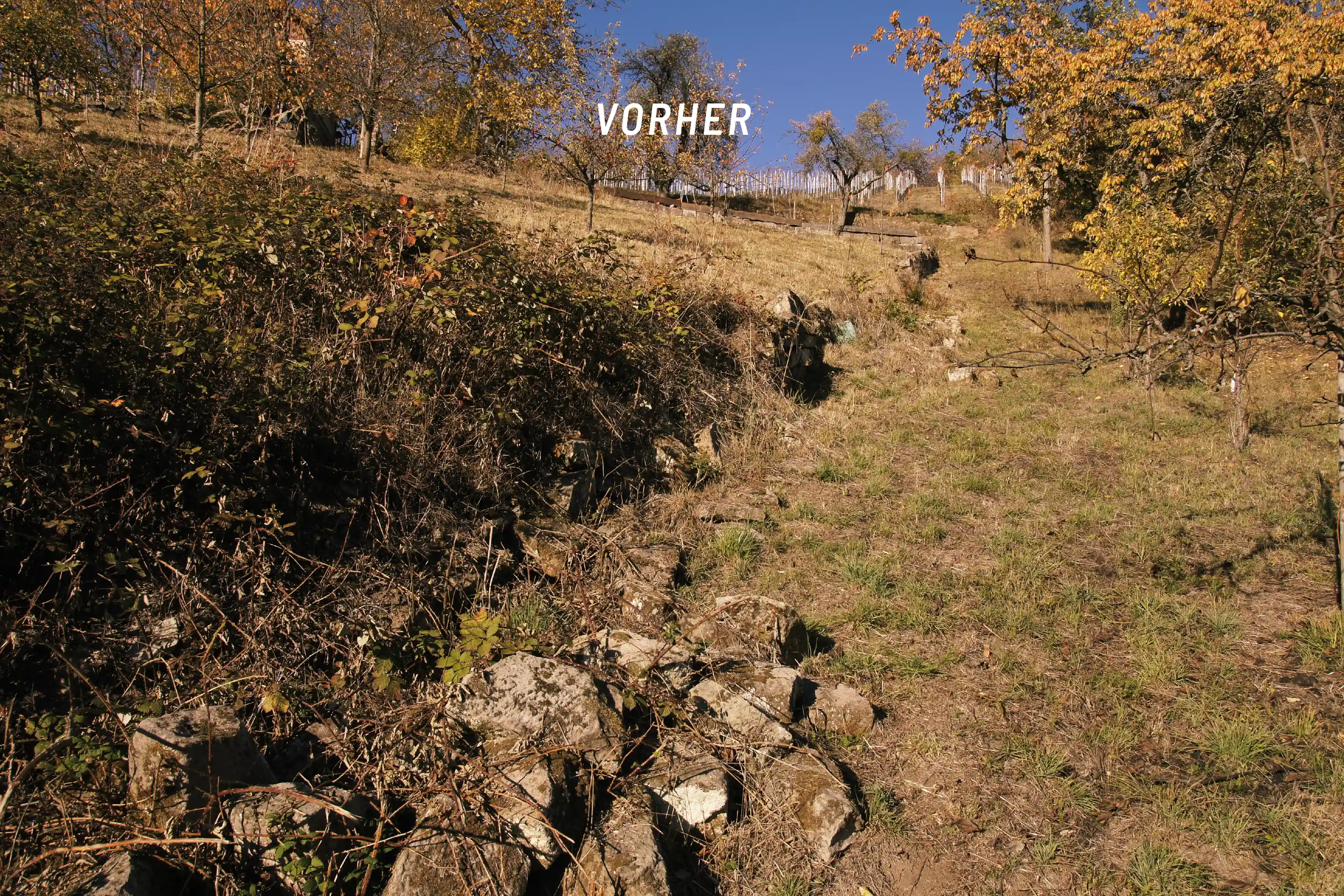 Weinberg in Auenwald-Lippoldsweiler vor der Sanierung mit überwucherten und beschädigten Trockenmauern