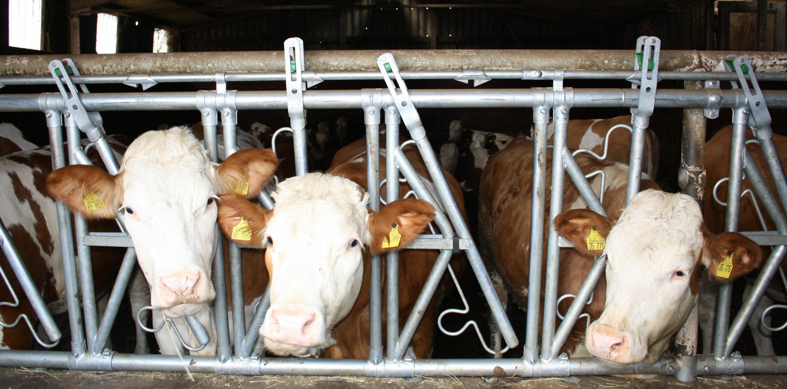 Mehrere braun-weiße Milchkühe stehen in einem Stall hinter Metallgittern und schauen in die Kamera.