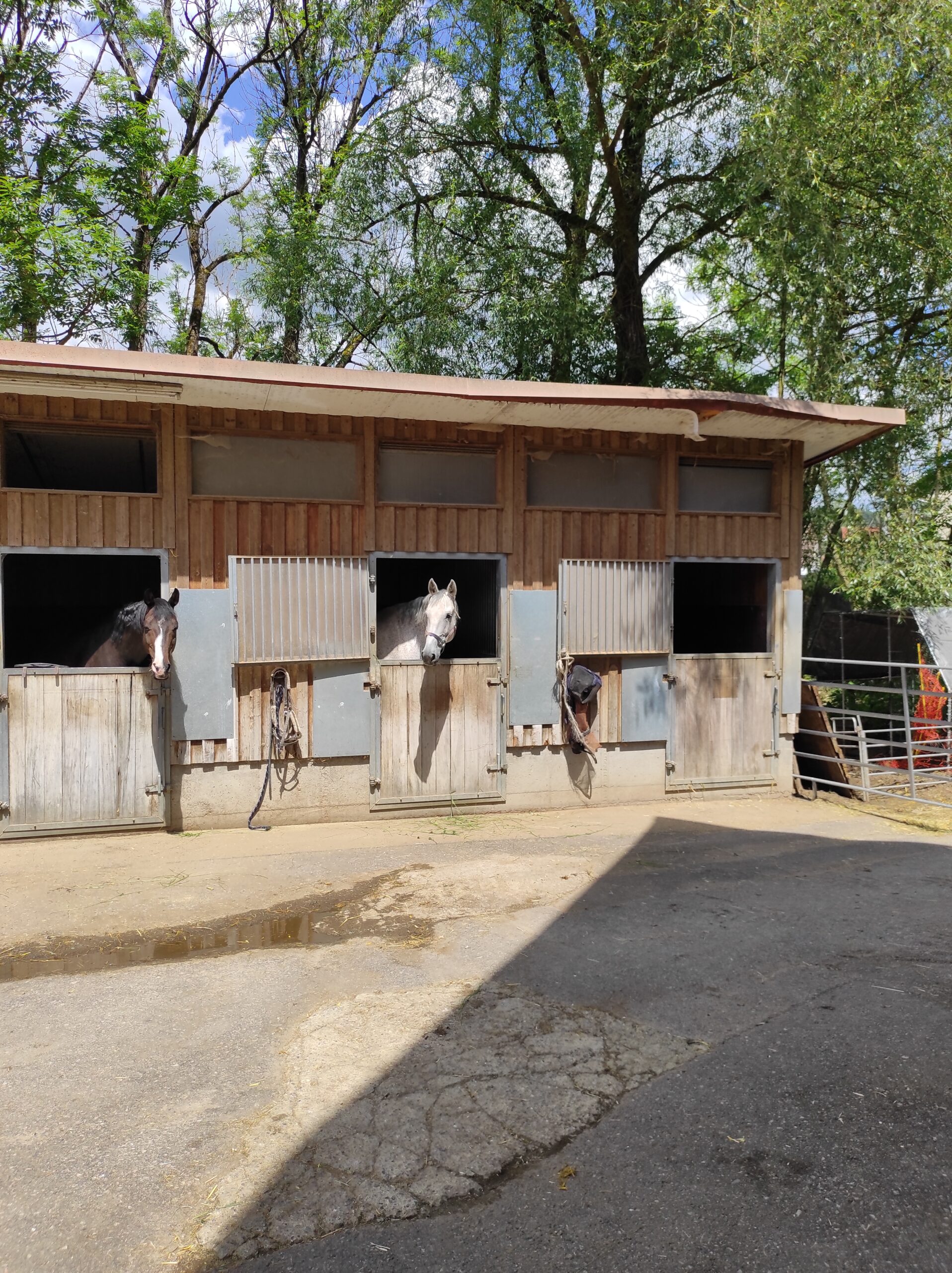 Offener Pferdestall mit mehreren Boxen; zwei Pferde strecken den Kopf aus den geöffneten Stalltüren, davor liegt ein befestigter Hof, im Hintergrund stehen hohe Bäume.