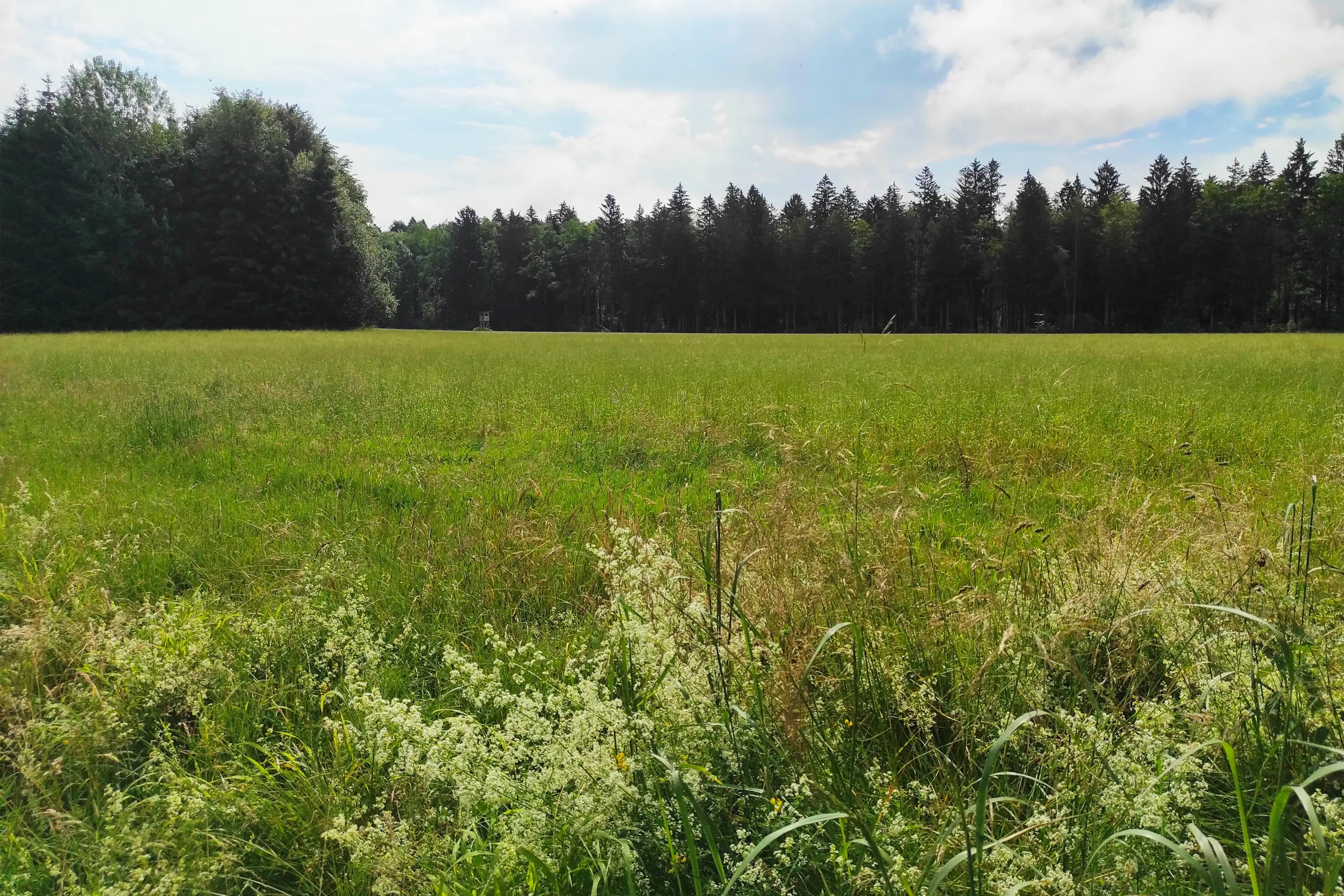 Offene Moorwiese am Schanzbühl mit Gräsern und Waldrand; weite Landschaft im ländlichen Raum