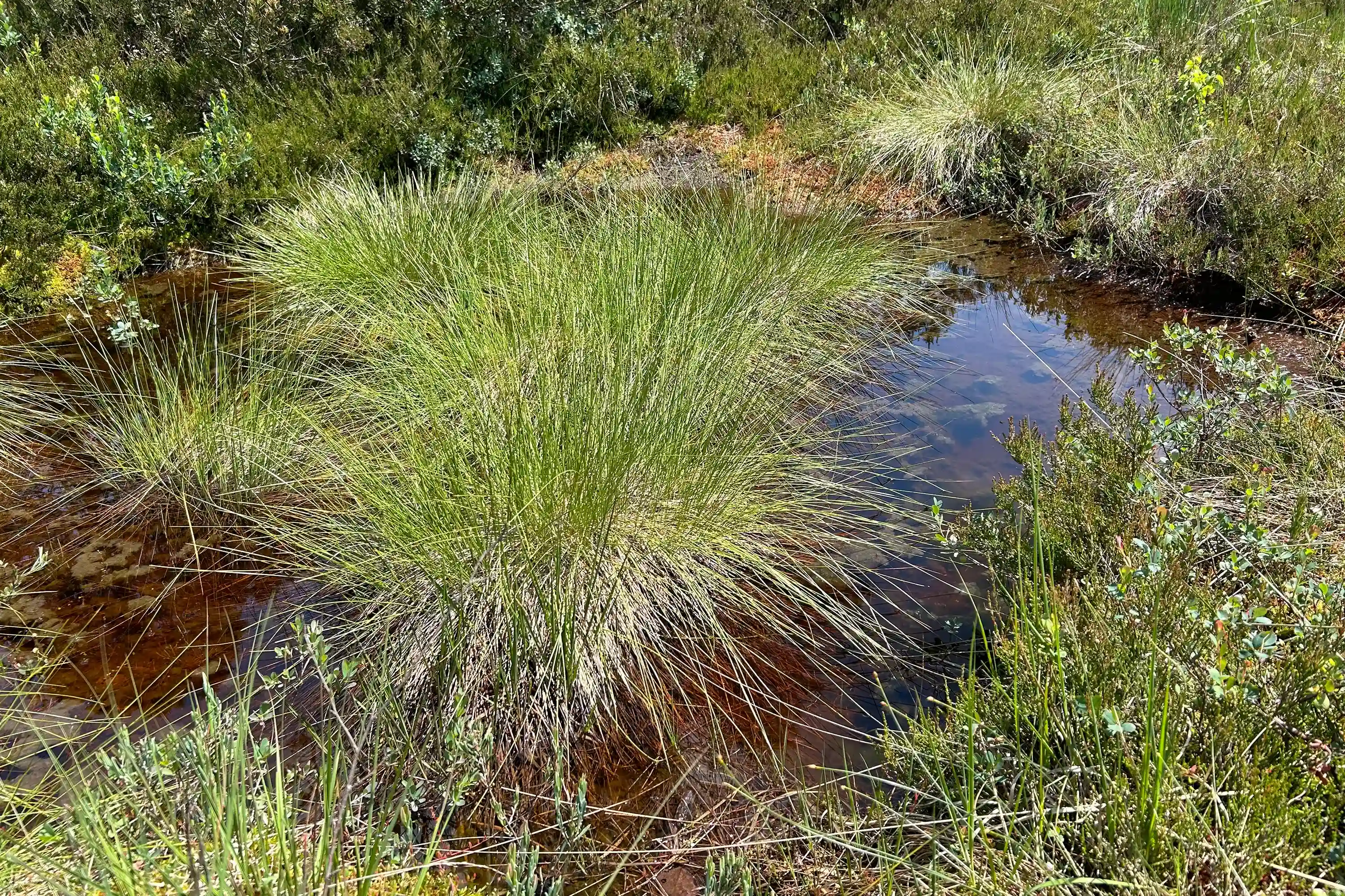 attes grünes Gras sprießt aus dem flachen Wasser, umgeben von wilder Moorvegetation.