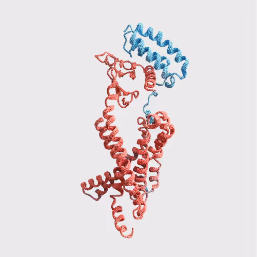 3D molecular model of a protein structure with red and blue helical segments on a light gray background.