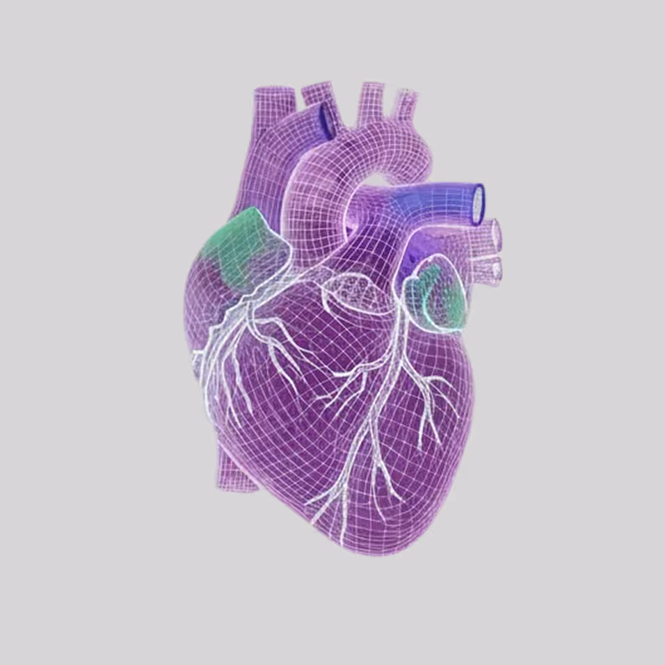 3D wireframe model of a human heart showing major arteries and veins in purple and green on a light gray background.