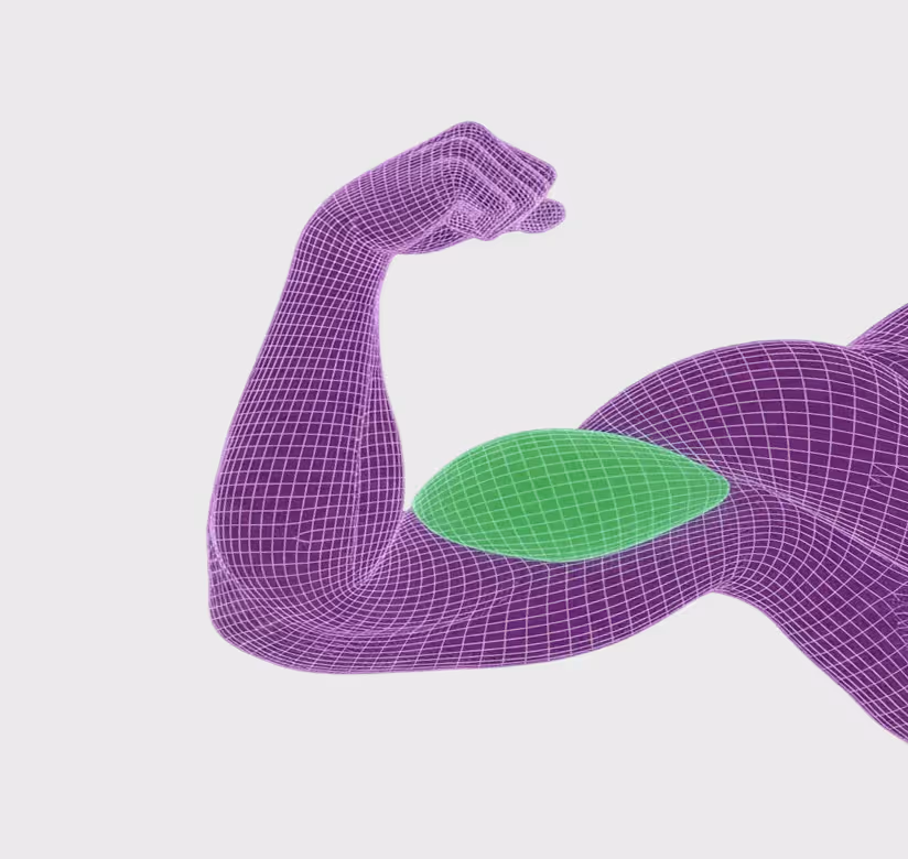 3D wireframe model of flexed muscular arm in purple with green area highlighting the biceps muscle.