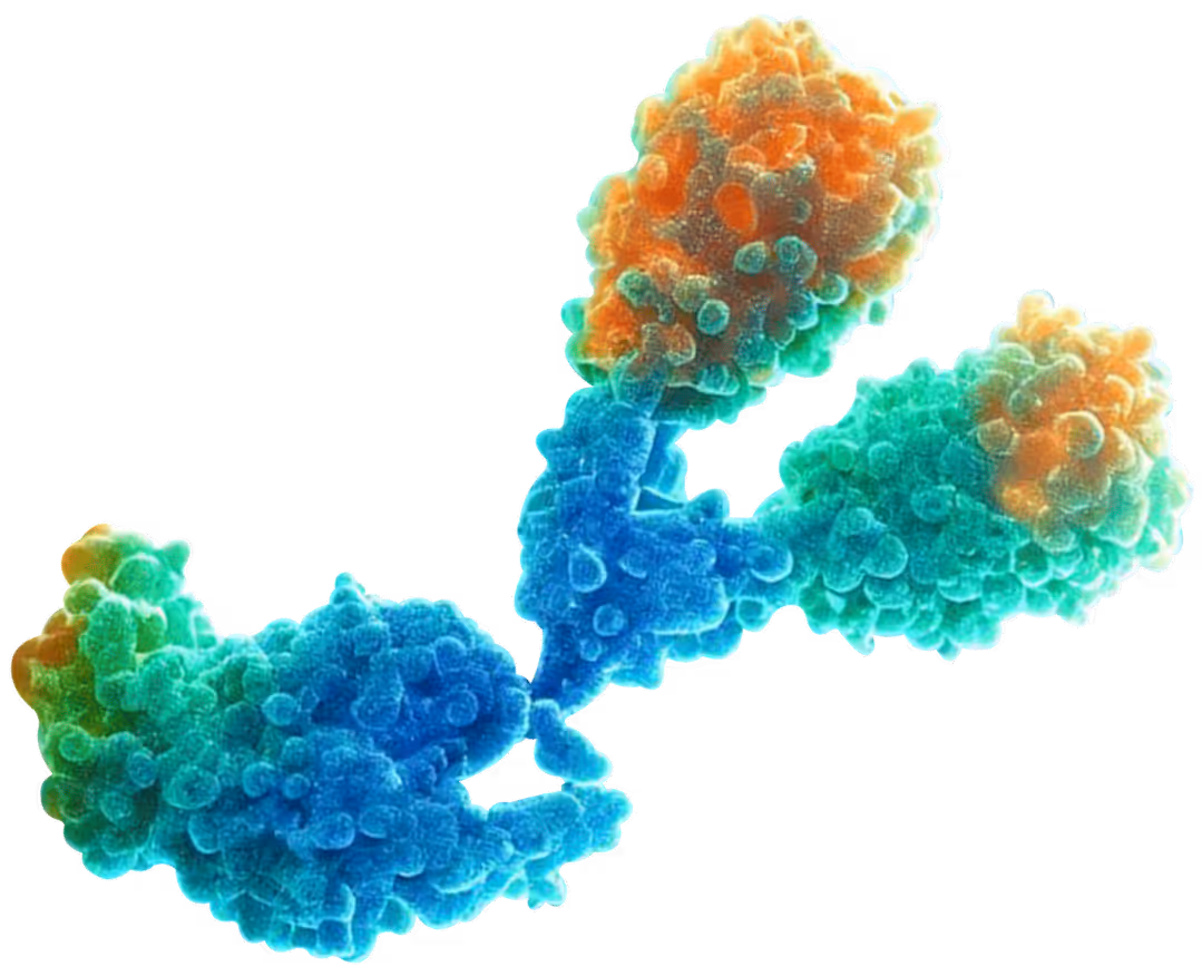 3D illustration of an antibody molecule with blue, green, and orange segments.