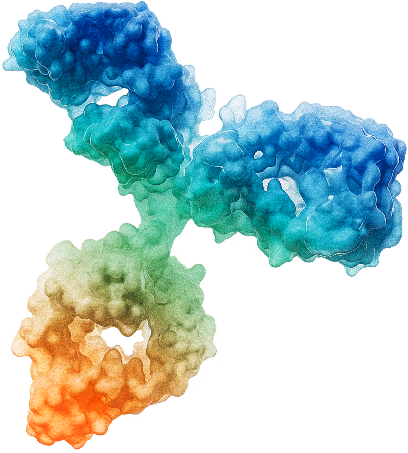 3D rendering of an antibody molecule with two orange-green antigen binding sites and a blue-green constant region.