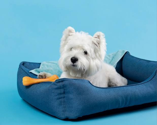 Produits Premium pour Animaux de Compagnie