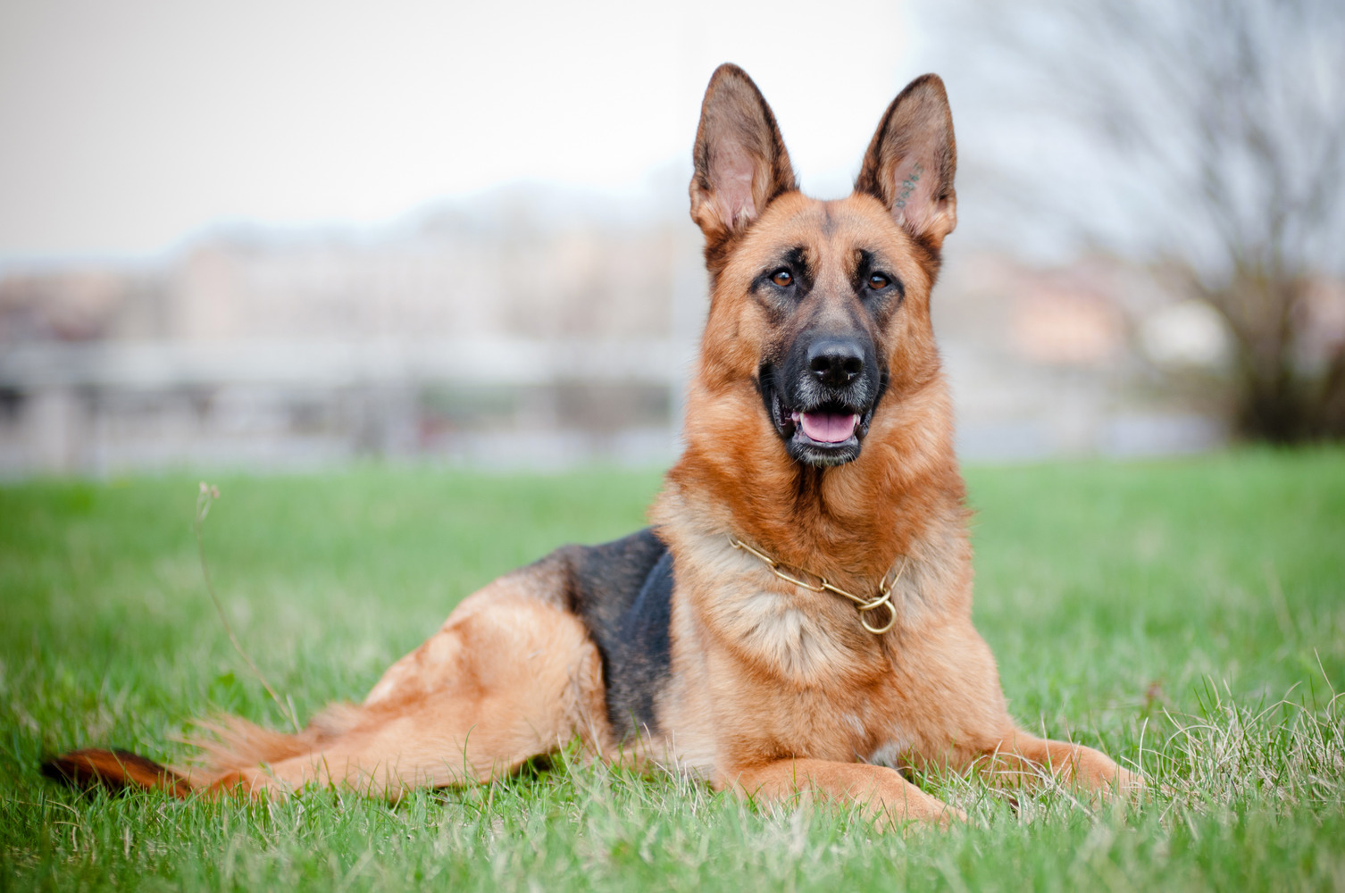 German shepherd sitting down