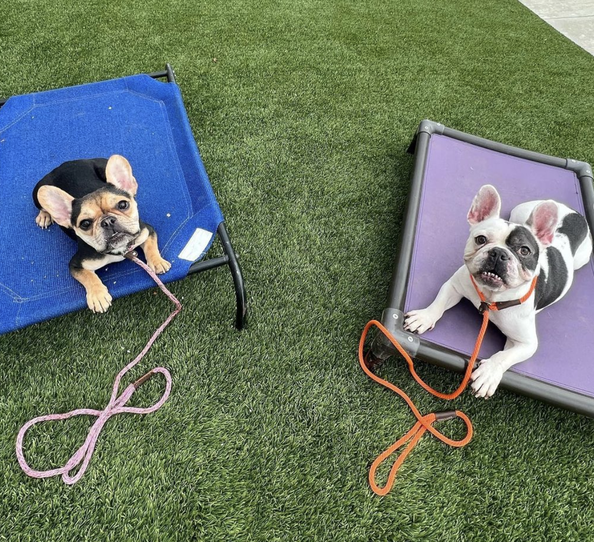 CTDS dog in private lessons