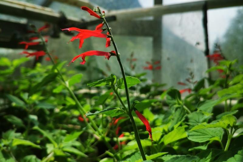 Grandhotel Giessbach Ananassalbei