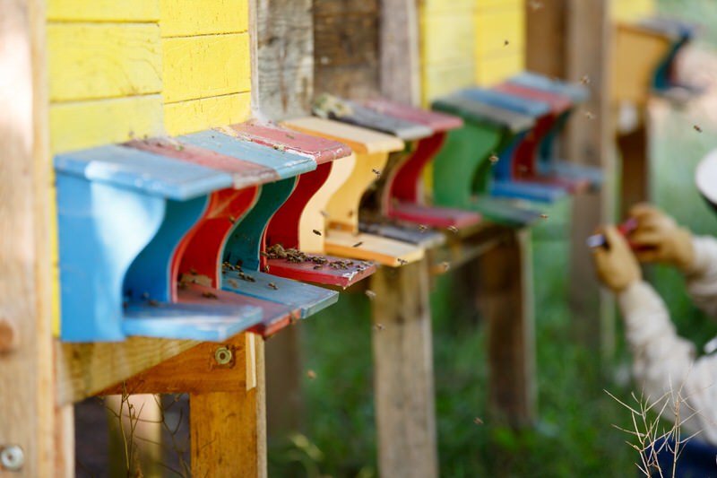 Schloss Wartegg Bienen