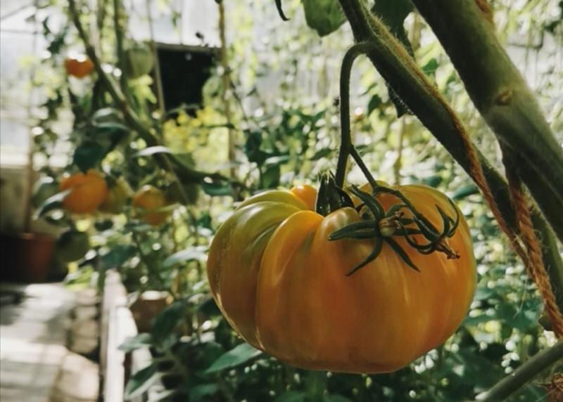 Grandhotel Giessbach Ochsenherztomate