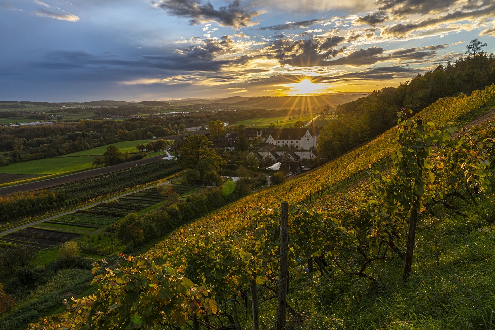 Kartause Ittingen Weinberge