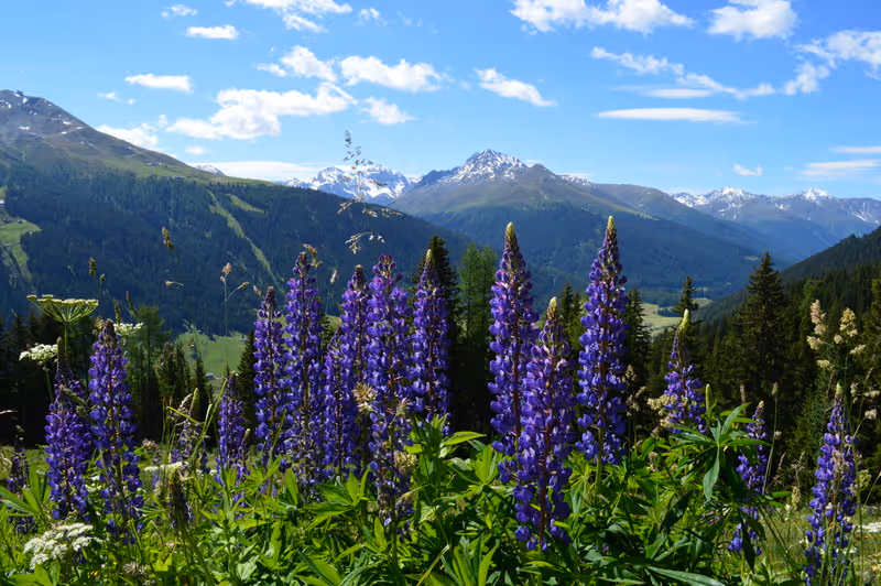 Seminar in der Natur - Schatzalp