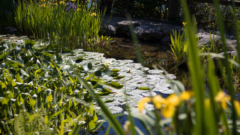 Teich für mehr Biodiversität