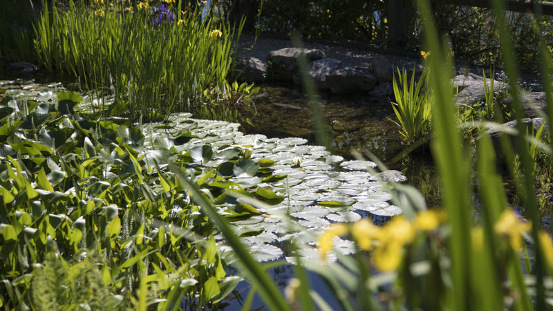 Teich für mehr Biodiversität