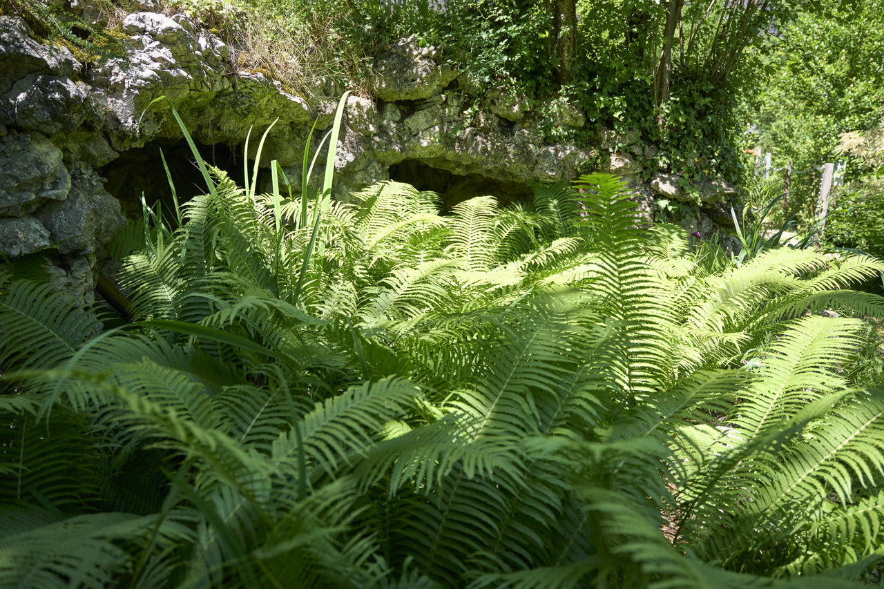 Farne vor der Grotte im Garten