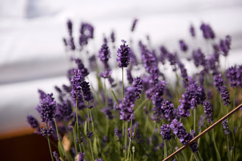 Lavendelblüten neben Bett im Garten