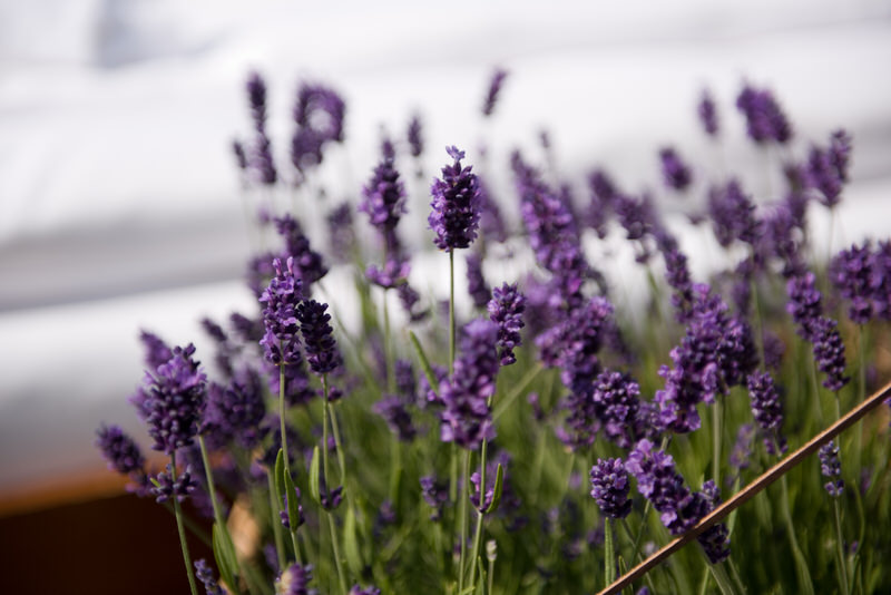 Lavendelblüten neben Bett im Garten