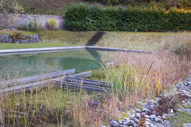 Gräser am Naturschwimmbad